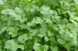 Plant de Coriandre